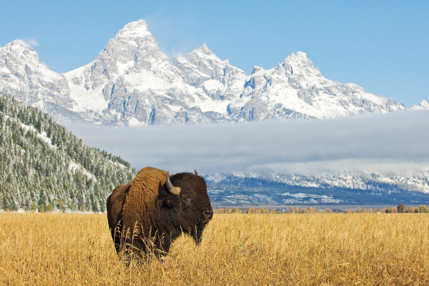 A Lone Bison Walking In A Sunny Wheat Field