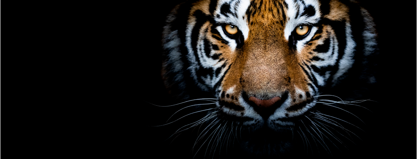 A Majestic Tiger Against A Black Background