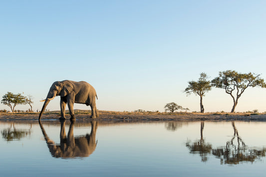 Elephant Watering Hole