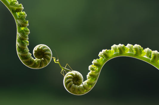 Little Mantis: Nature's Spiral